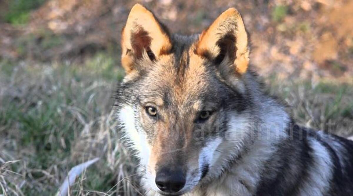 Cane sbranato da un lupo a Canonica: "Non è un caso isolato" - Foto repertorio Ansa