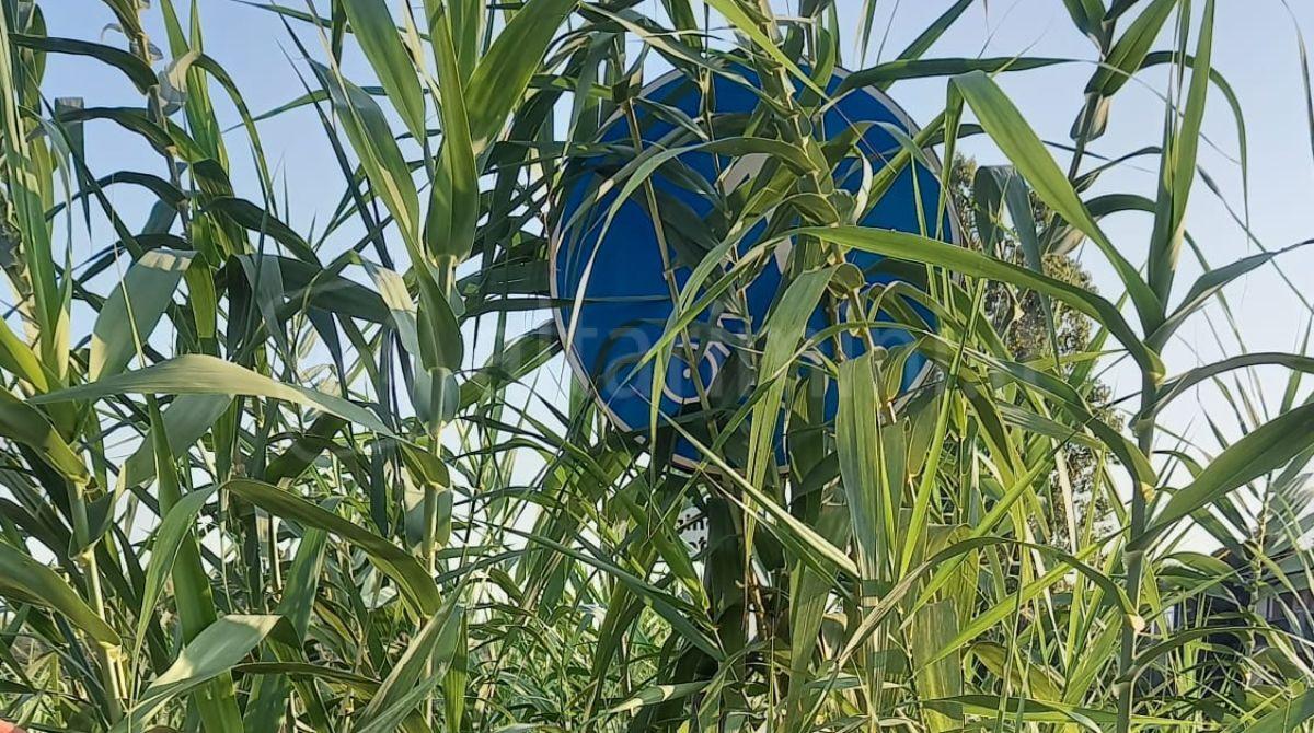 Ciclabile con vegetazione alta che copre i segnali stradali - Il segnale coperto dalla vegetazione