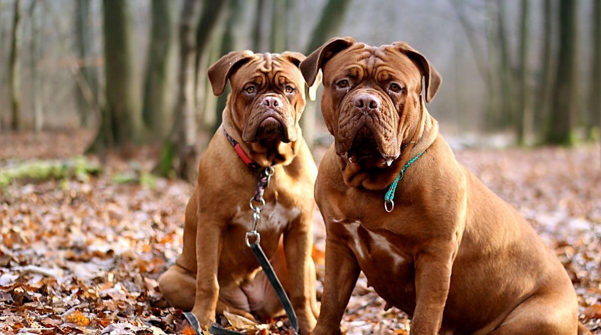 Benessere cani, non solo sanzioni dalla Polizia Locale: la storia a lieto fine di due pitbull a Rimini - Due pitbull REPERTORIO