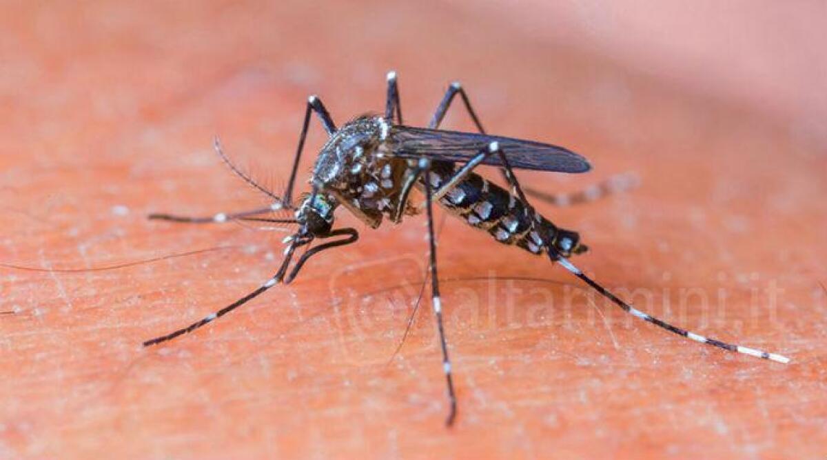 Virus West Nile: sindaco di Rimini firma ordinanza per misure di prevenzione -