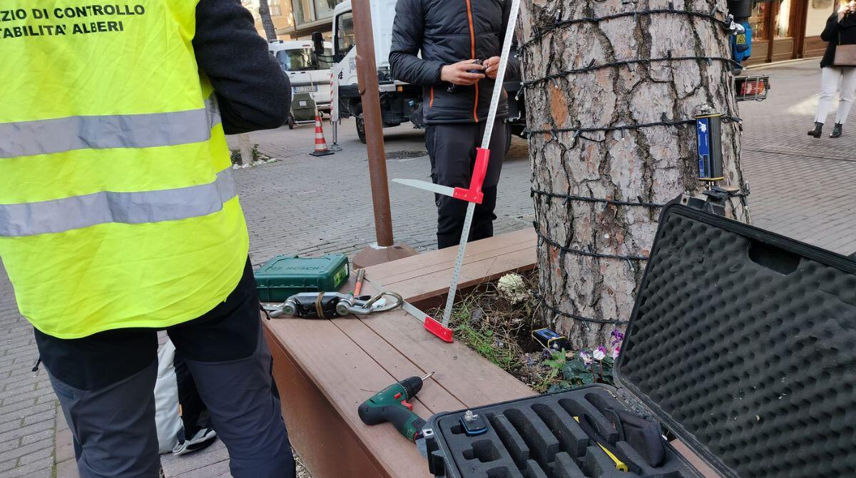 Riccione, controllato un terzo degli alberi della città: 364 saranno abbattuti perché pericolosi - 