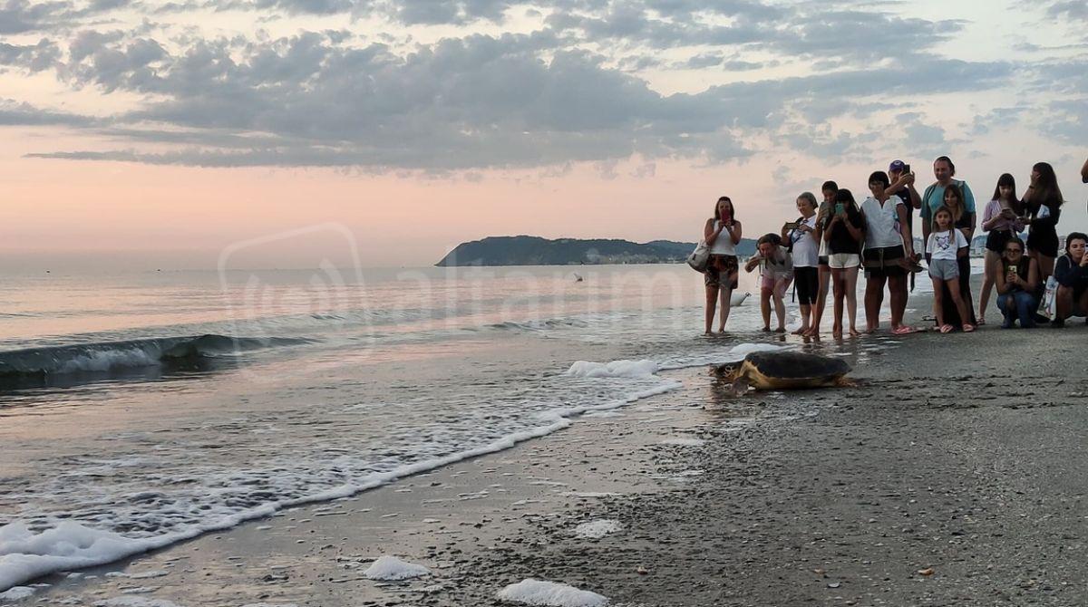 Oltre 100 persone già prenotate per il rilascio in mare della tartaruga Arianna - 