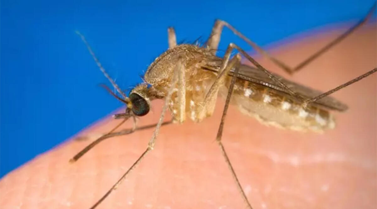 Virus West Nile, Regione alza il livello di prevenzione - 