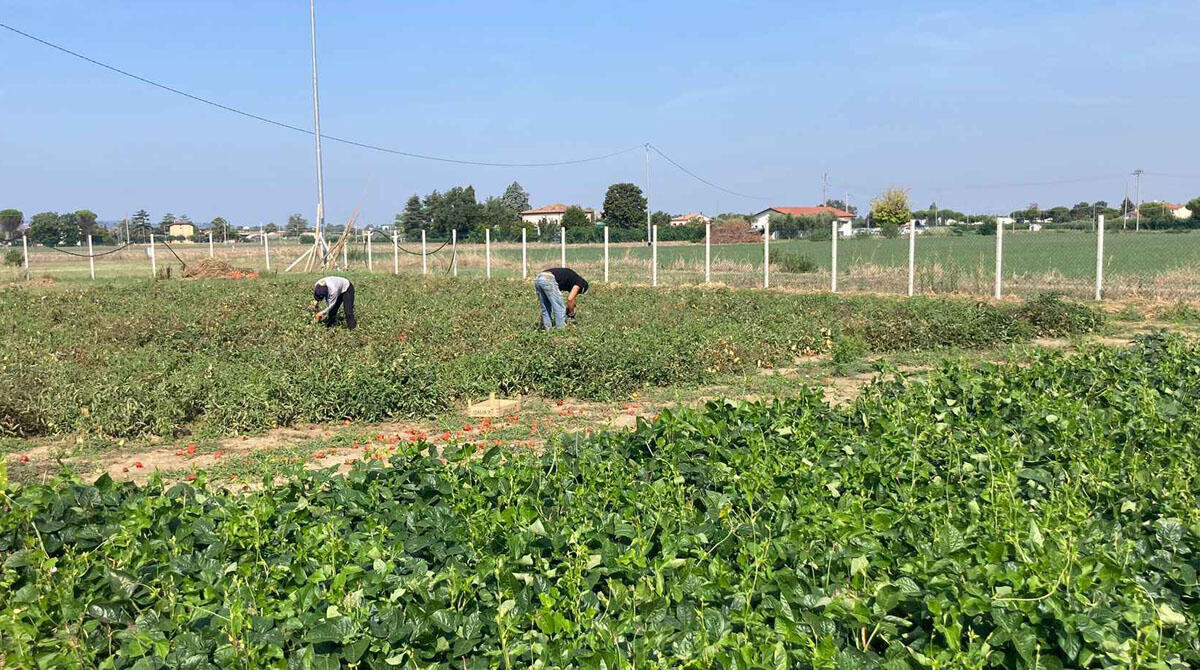 L'orto in cammino, il progetto sociale che aiuta anche le persone tossicodipendenti -