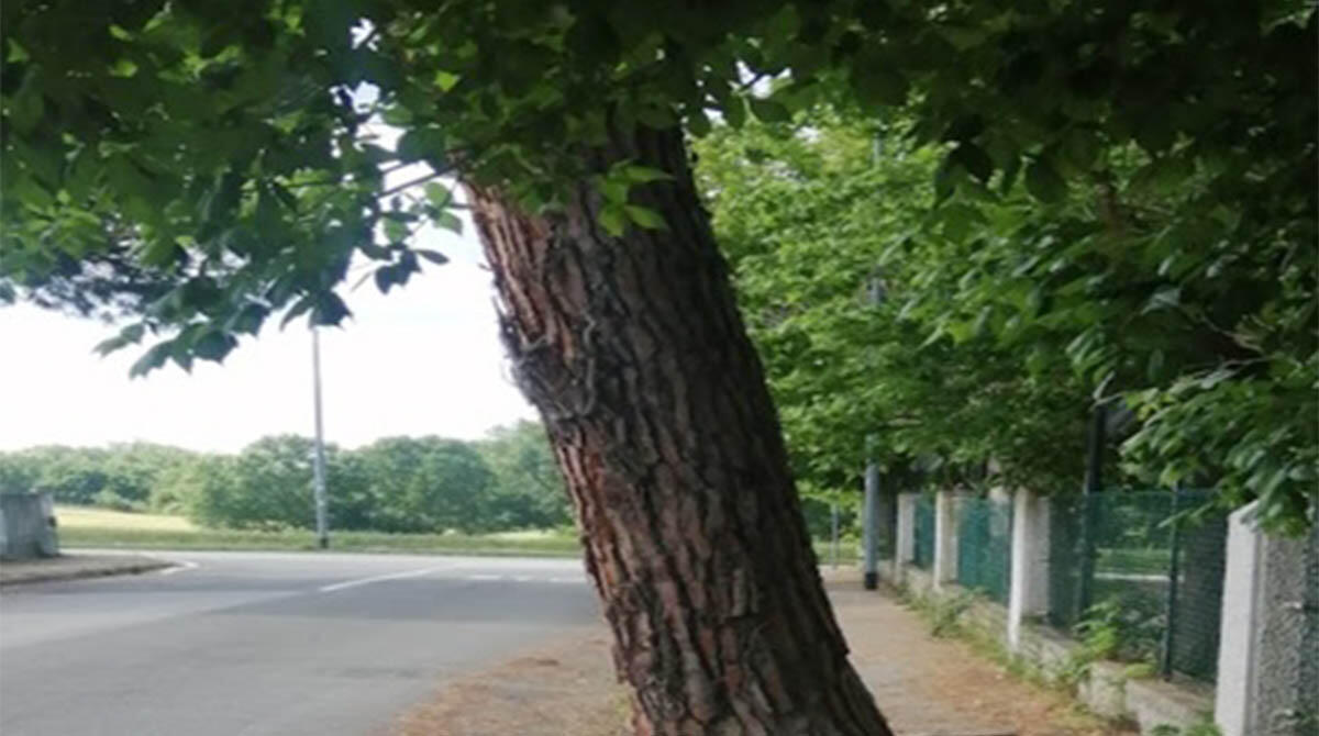 Sant'Andrea in Besanigo, critiche sulla ciclabile: "Cantiere fermo, tracciato finisce contro muro e albero" -