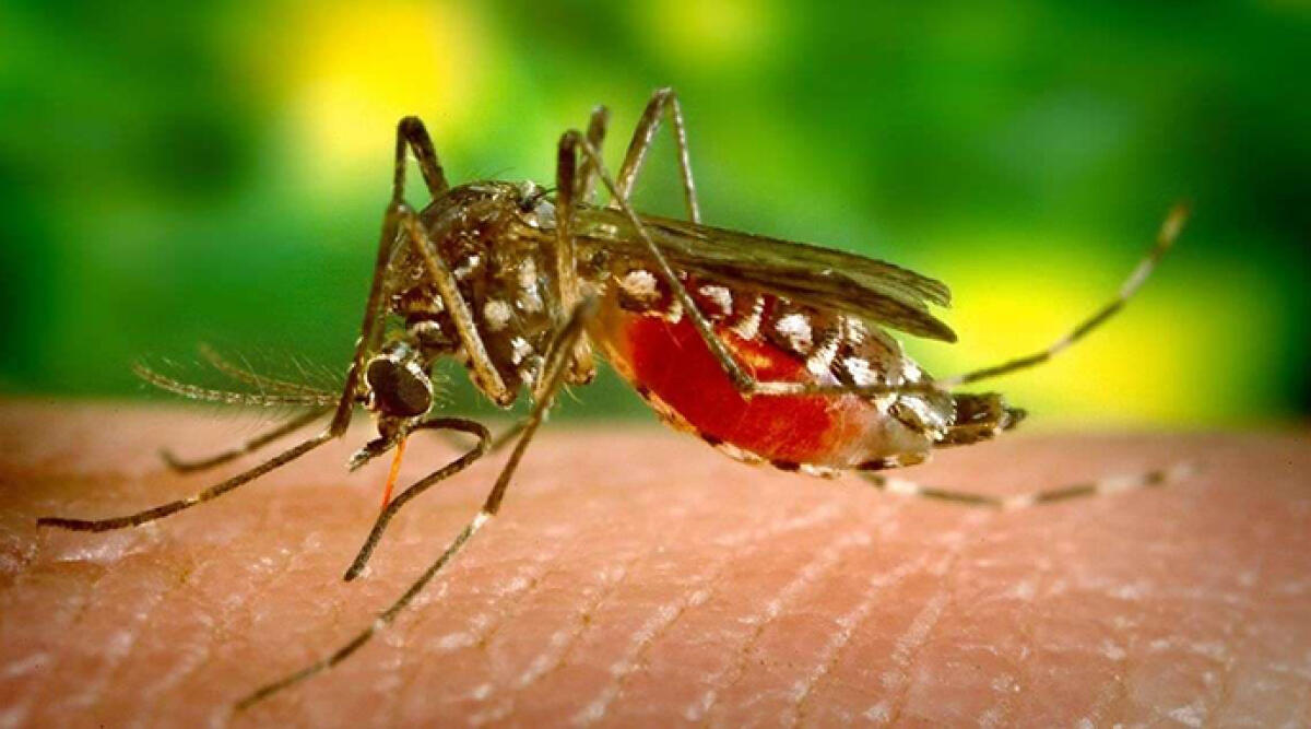 Seconda vittima del virus West Nile: muore un 78enne nel ravennate -