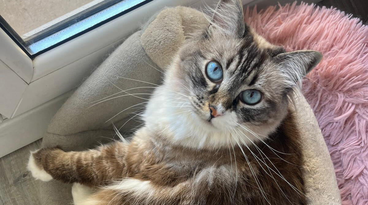 Una foto per donare cibo ai gatti del Canile di Rimini: quando i social fanno il bene - 