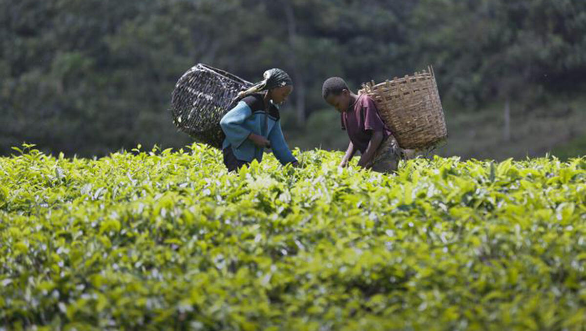 Contro il caporalato e lo sfruttamento lavorativo riparte il progetto Common Ground - Foto Ansa