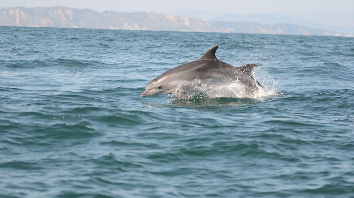 Un progetto per monitorare i cetacei lungo le coste: la nuova sfida di Oltremare e Acquario di Cattolica -