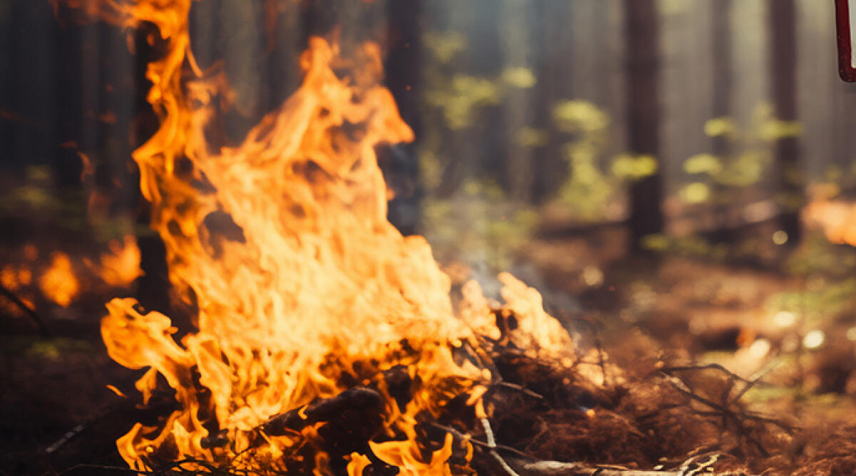 Alto rischio incendi boschivi: scatta lo stato di grave pericolosità - Archivio