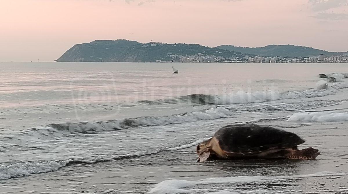 Il viaggio delle tartarughe Mortadella e Nina: curate e poi liberate in mare -