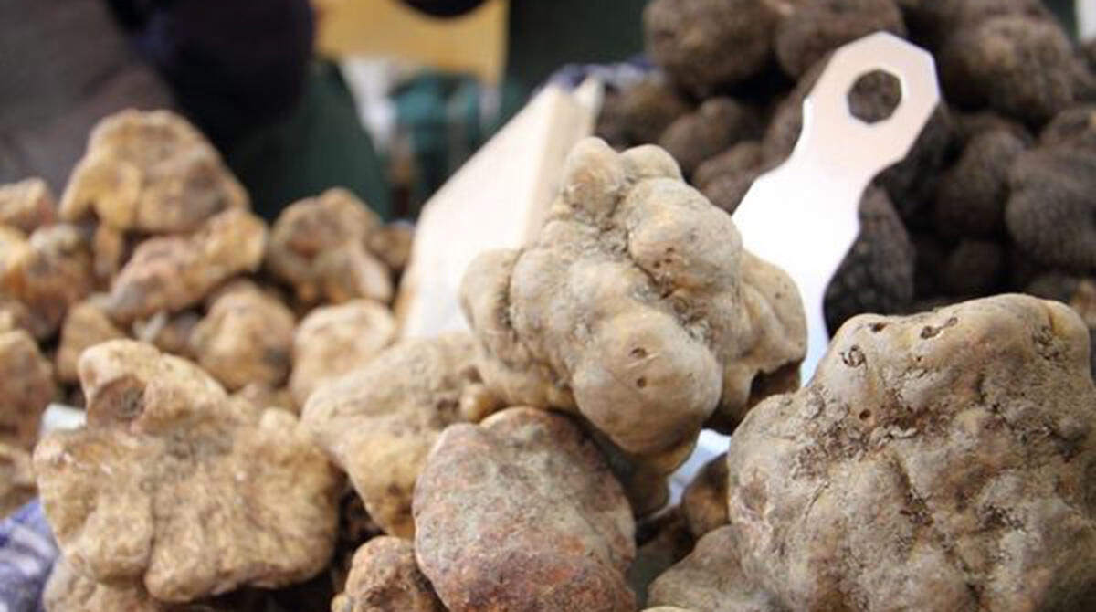 Sua maestà Tartufo Bianco: da 40 anni protagonista della Fiera di Sant'Agata Feltria - Fiera Nazionale del Tartufo Bianco Pregiato - Sant'Agata Feltria