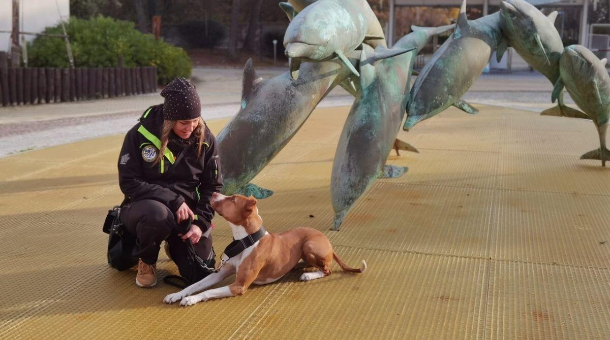 Addestratori di cani a lezione dai trainer di delfini: Oltremare lancia nuovo corso di formazione - 