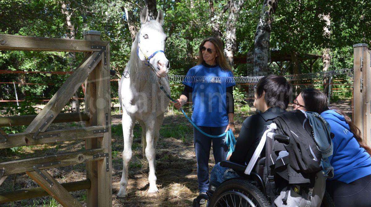 La storia di Zeus, cavallo cieco da un occhio adottato dall'Ippogrifo di Rimini - 