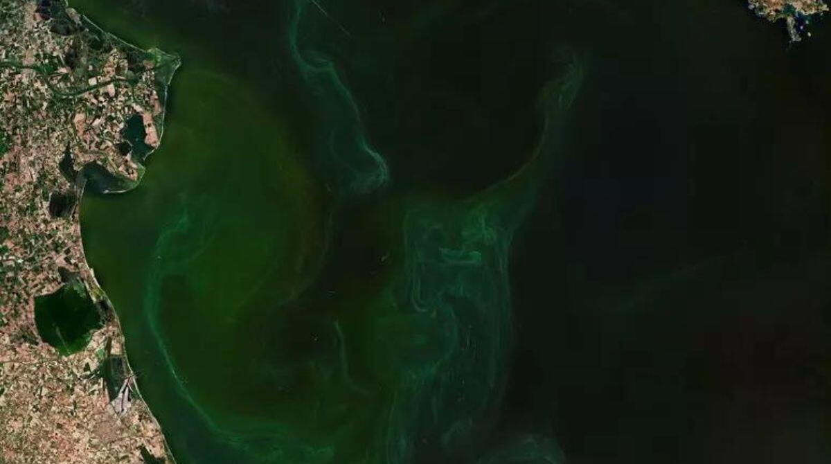 Nel mare Adriatico ancora 9mila chilometri quadrati di alghe - 