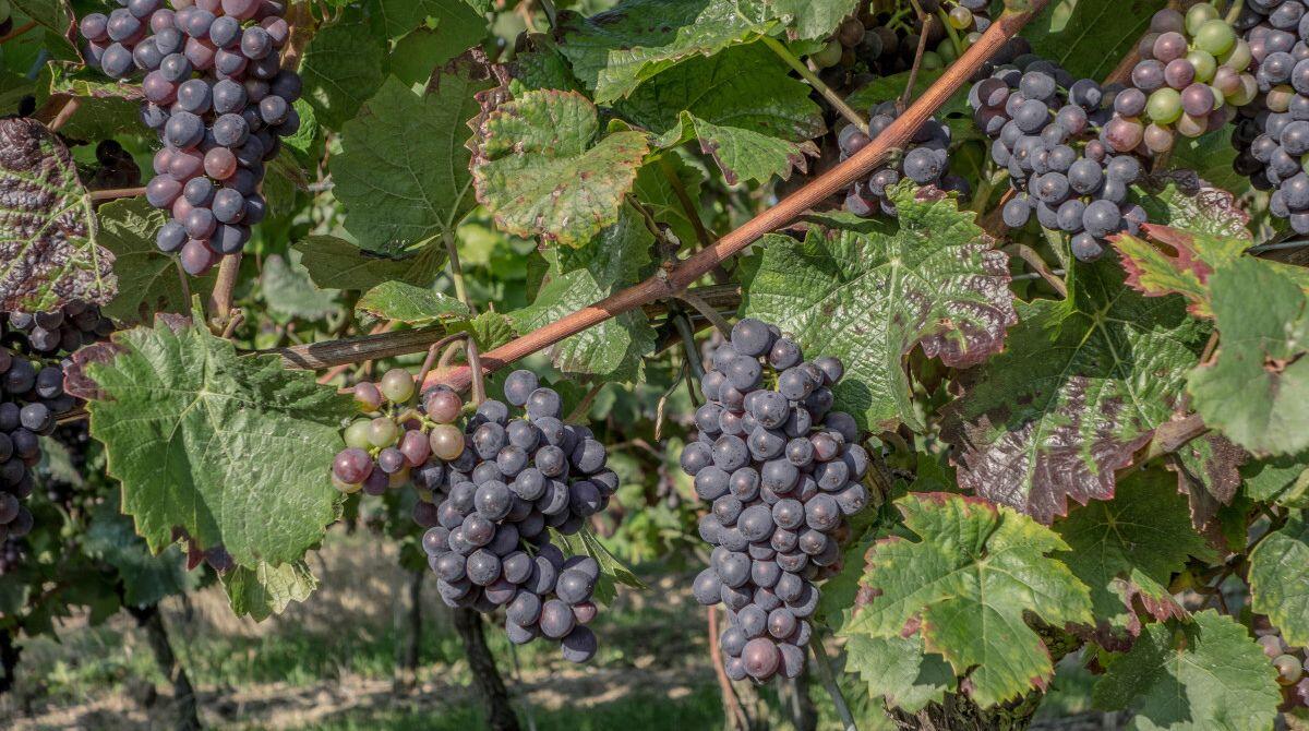 Vendemmia di qualità ma il caldo record incide sulla quantità - 