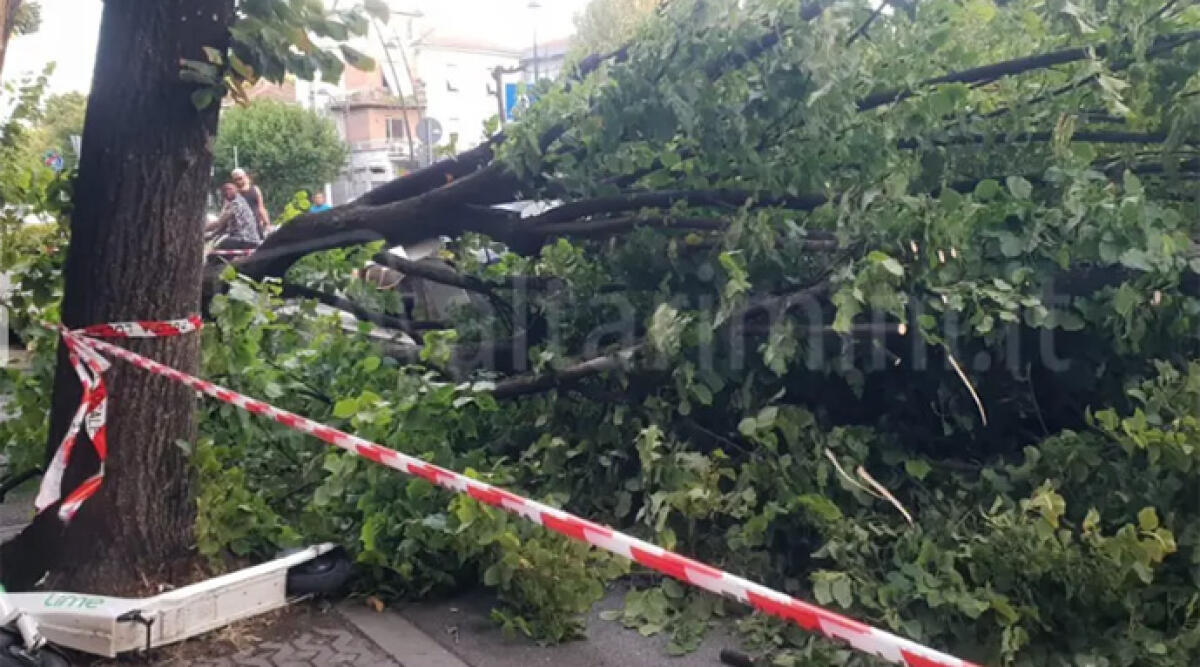 Crollo di un pino a Rimini: rami cadono su due auto, nessun ferito - Archivio