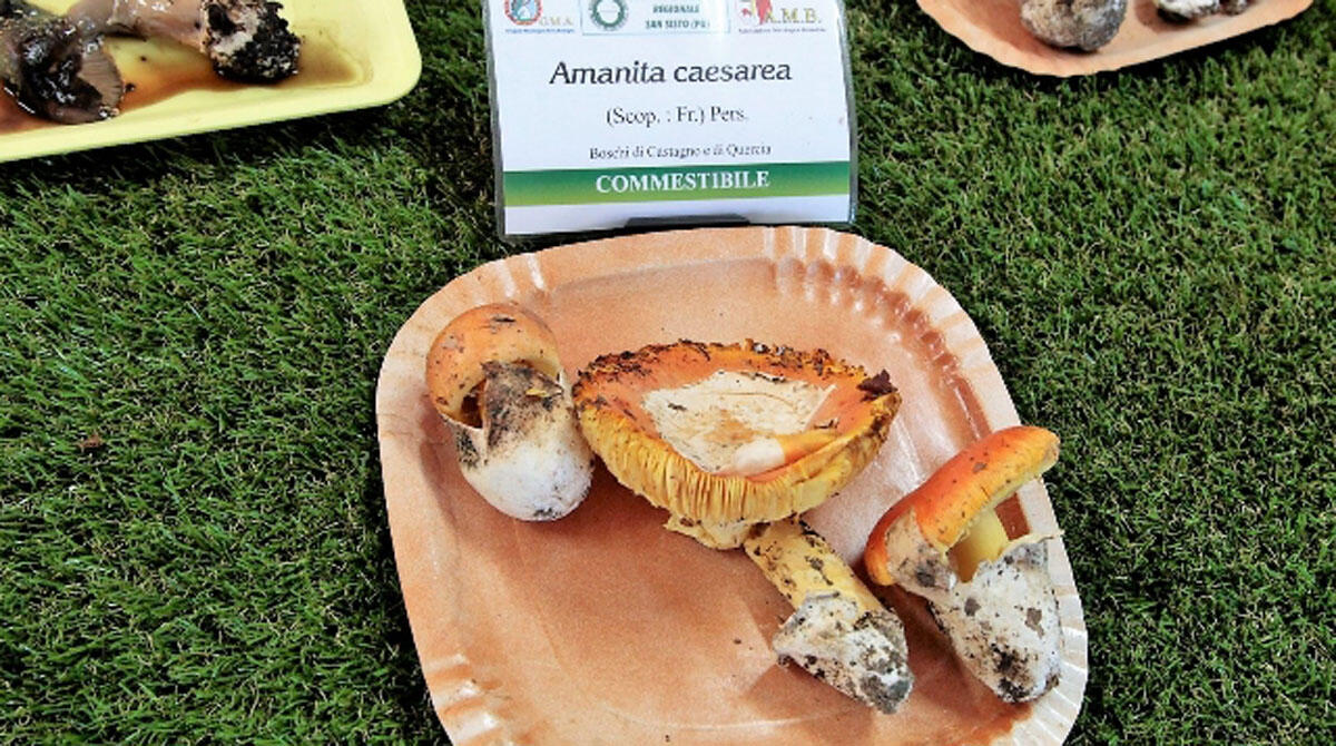 San Sisto, fungo in tavola e in vetrina con la 55esima edizione della tradizionale festa -