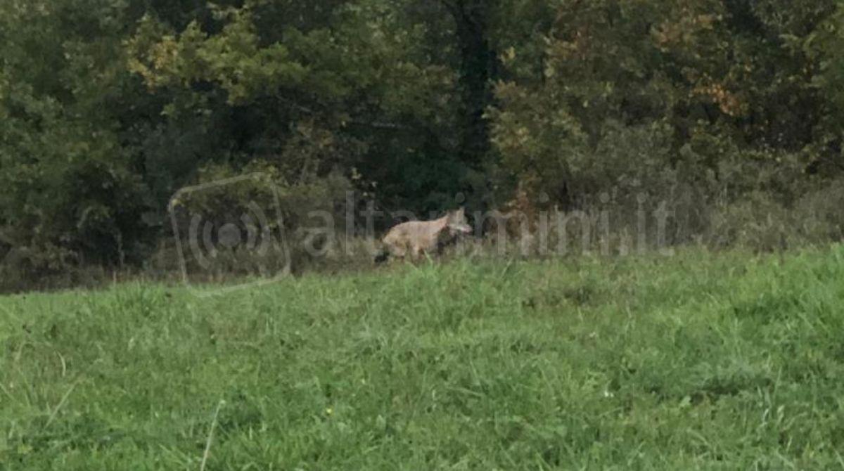 Lupi accerchiano bovini a Miratoio. Coldiretti Rimini: "Troppi attacchi, allevamenti a rischio chiusura" - 