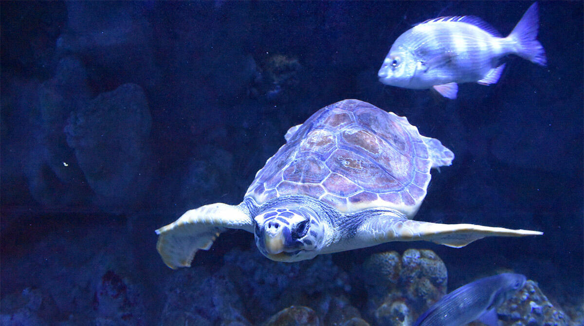Presidio davanti all'Acquario di Cattolica: "Tartaruga Cenere sfruttata, liberatela" -