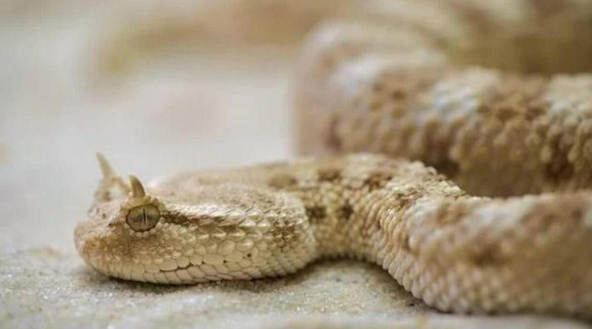 Giovane morso per la seconda volta dalla vipera che tiene in casa - La vipera nordafricana Cerastes Cerastes