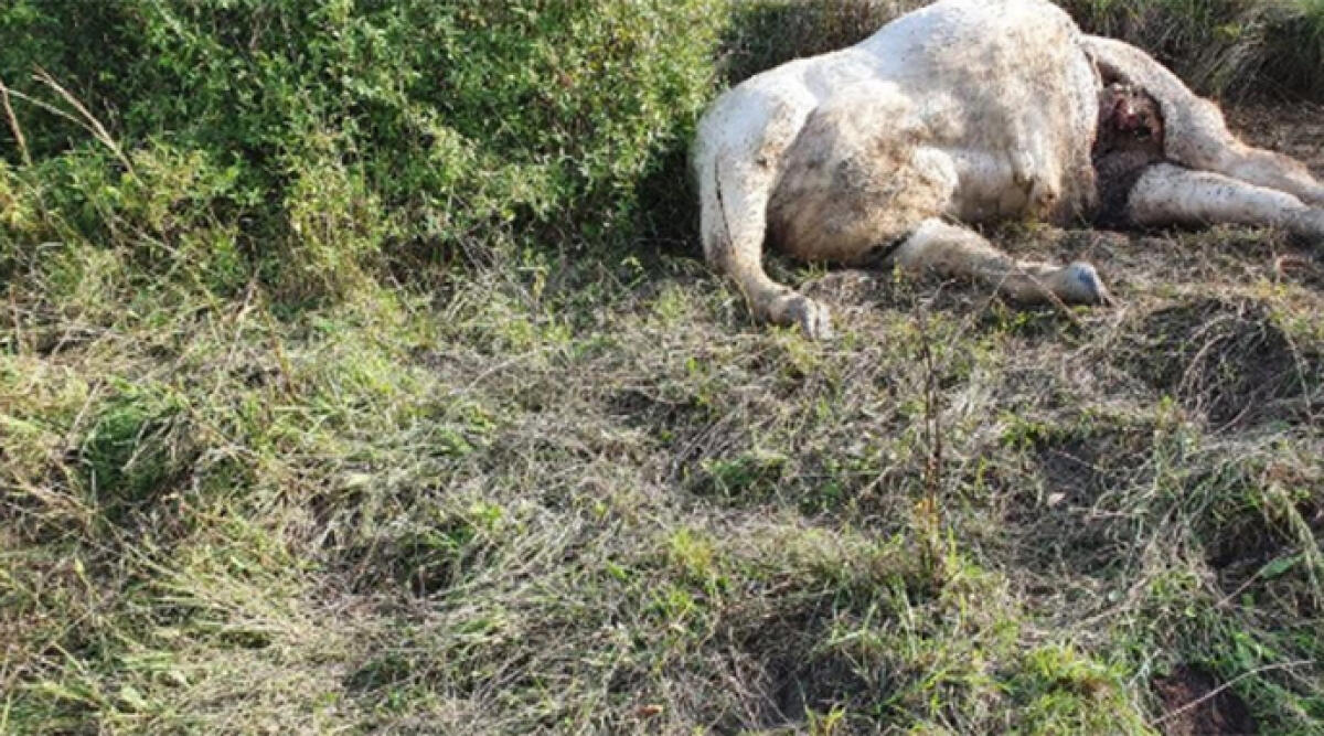Sbranato un toro da monta, nuovo attacco di lupi a Montetiffi - Il toro sbranato