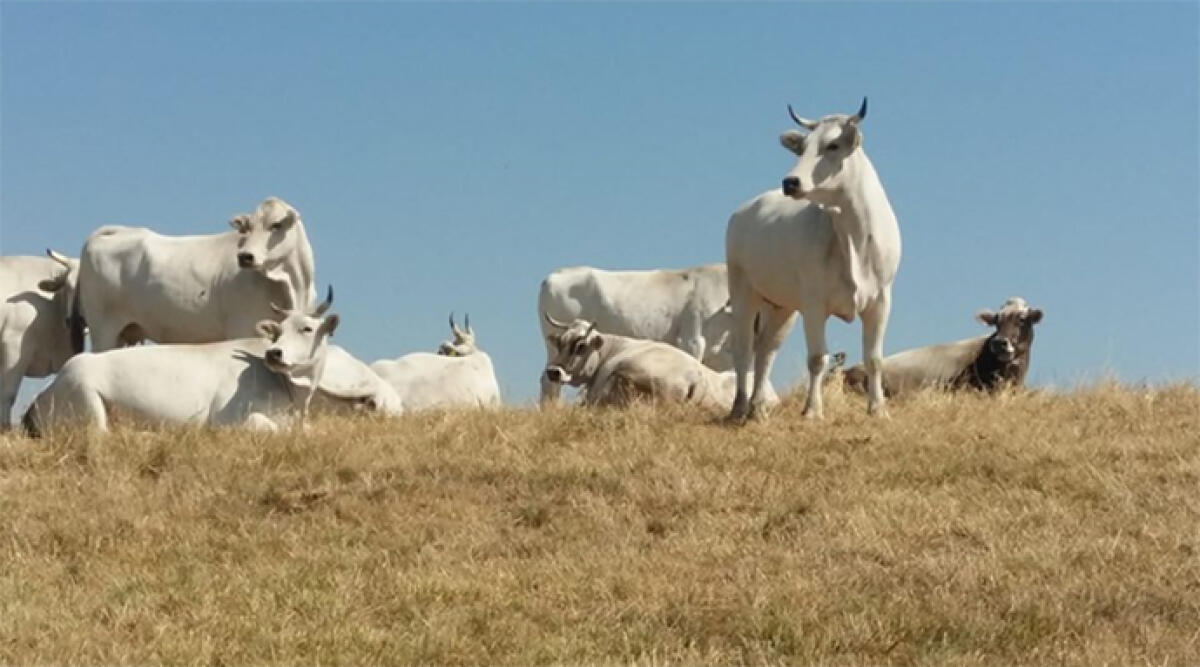 Pascoli del Poligono militare di Carpegna: una risorsa agro-ambientale da valorizzare - I pascoli nel Poligono militare di Carpegna
