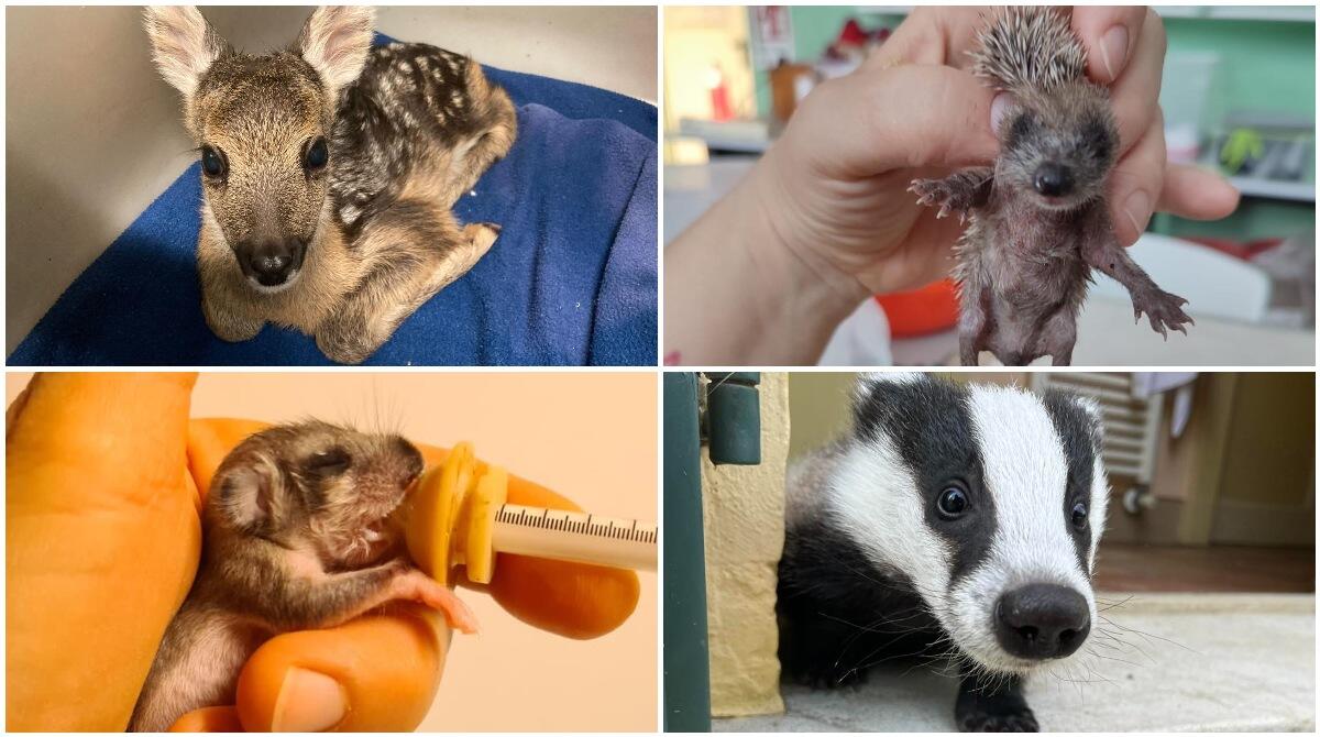 Giornata Mondiale degli Animali: quest'anno oltre 4300 amici pelosi salvati grazie al Cras di Rimini - Alcuni "amici" del Cras di Rimini