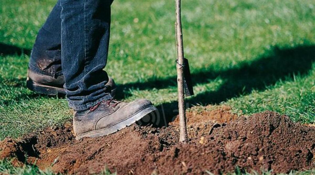 Giornata ecologica: bimbi di Sant'Agata Feltria e Sarsina a piantare alberi lungo la sp 146 -