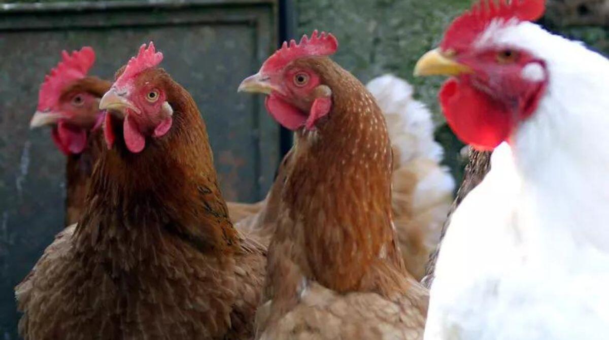 Aviaria nel Ferrarese, saranno abbattute 800mila galline - PH ANSA