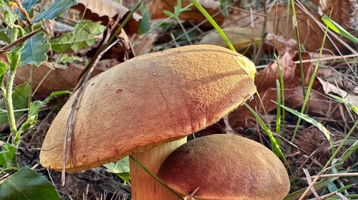 Boom di funghi ma casi di intossicazione, l'esperto: "Fateli controllare" - 