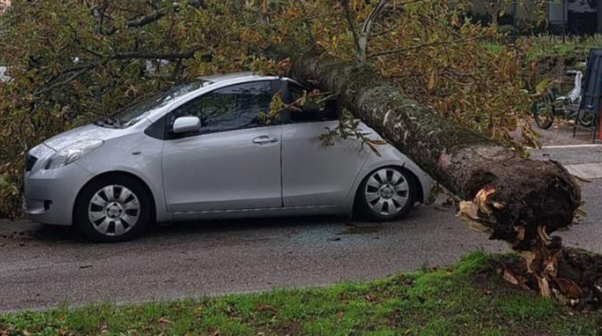 Albero crolla su un'auto a San Giuliano e scatena il dibattito: "Rischio per pedoni e bimbi" - L'auto danneggiata dall'albero
