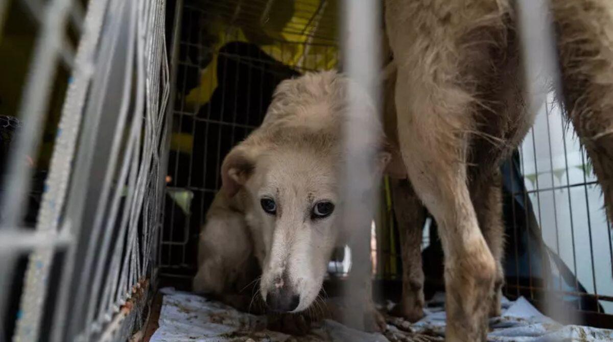 Colata di fango travolge il rifugio a Sant'Agata Feltria: salvati 55 cani - PH ANSA
