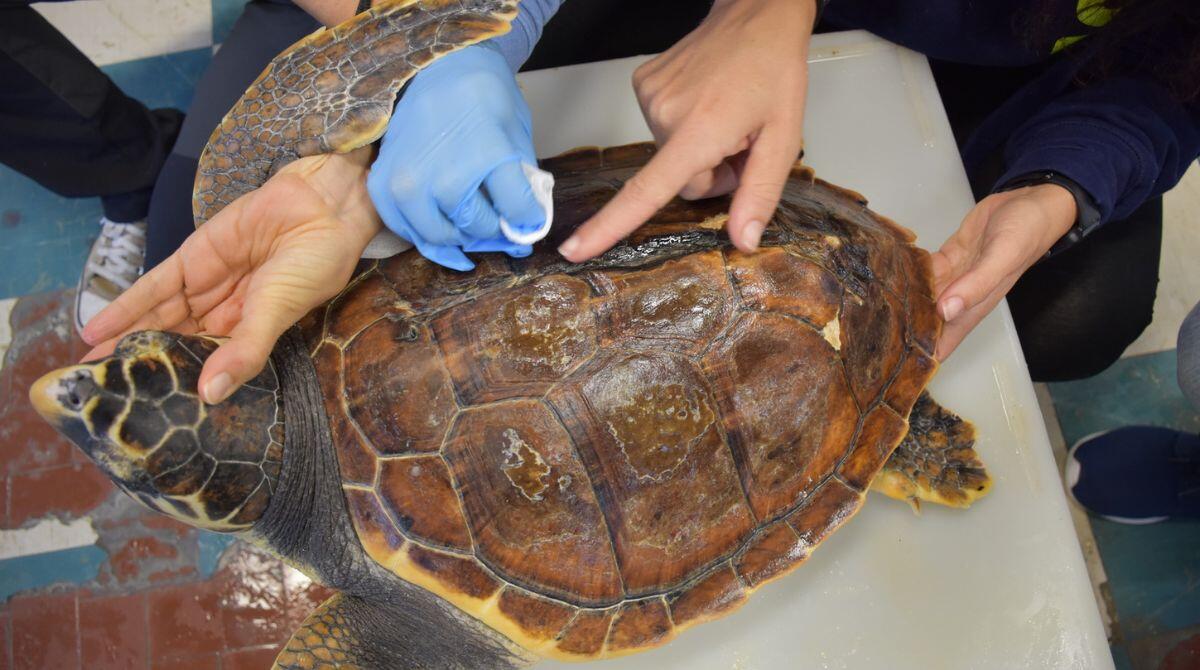 La tartaruga Cenere curata all'acquario di Cattolica: "Presto tornerà in mare" -