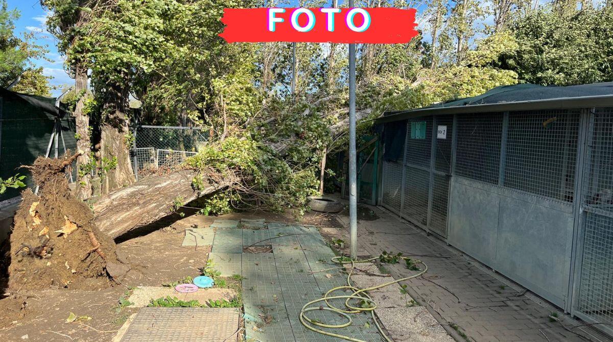 Albero cade sul canile, sfiorata tragedia: operatori e cani illesi. Tanti danni per il vento a Riccione - 