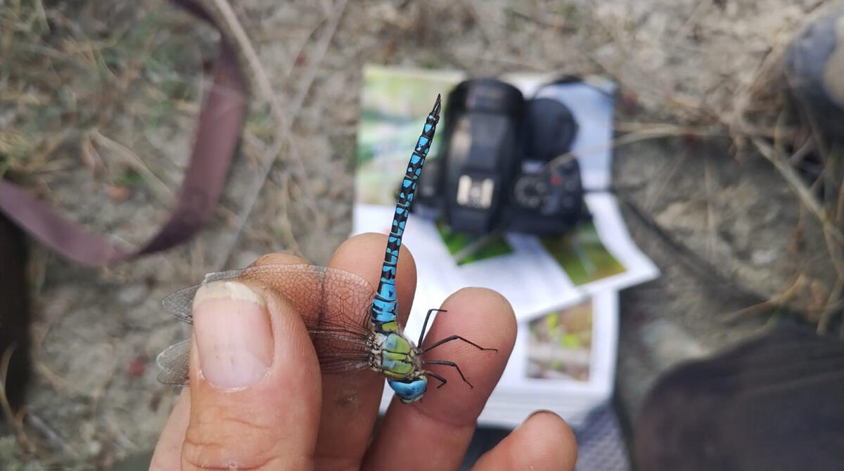 OaSì - Insieme per le Valli festeggia il terzo anno di vita con un 'Dialogo con la Natura' - Ricerca della libellula con OaSì