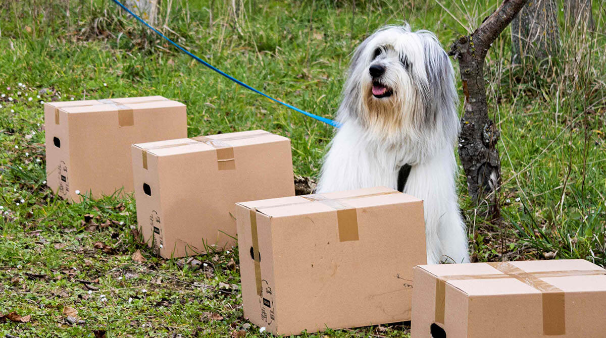 Specialisti nell'olfatto: arriva a Riccione la gara dedicata ai cani da fiuto - Nosework scent detection