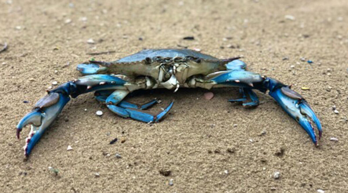 Commissario granchio blu, "sulle vongole è tempesta perfetta" - Granchio blu