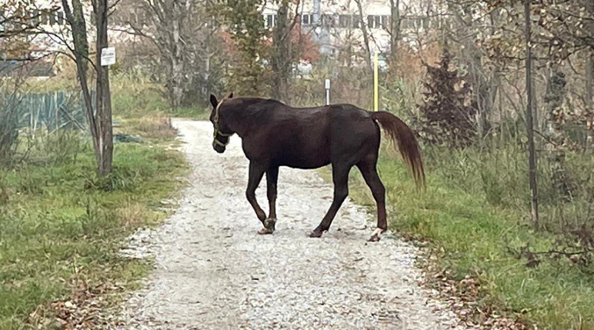 Cavallo smarrito sulla ciclabile, appello per ritrovare il proprietario - Il cavallo sulla ciclabile