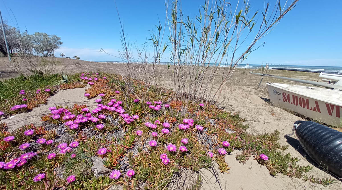 Riccione ottiene 756mila euro per salvaguardare la biodiversità del Marano - Marano Riccione