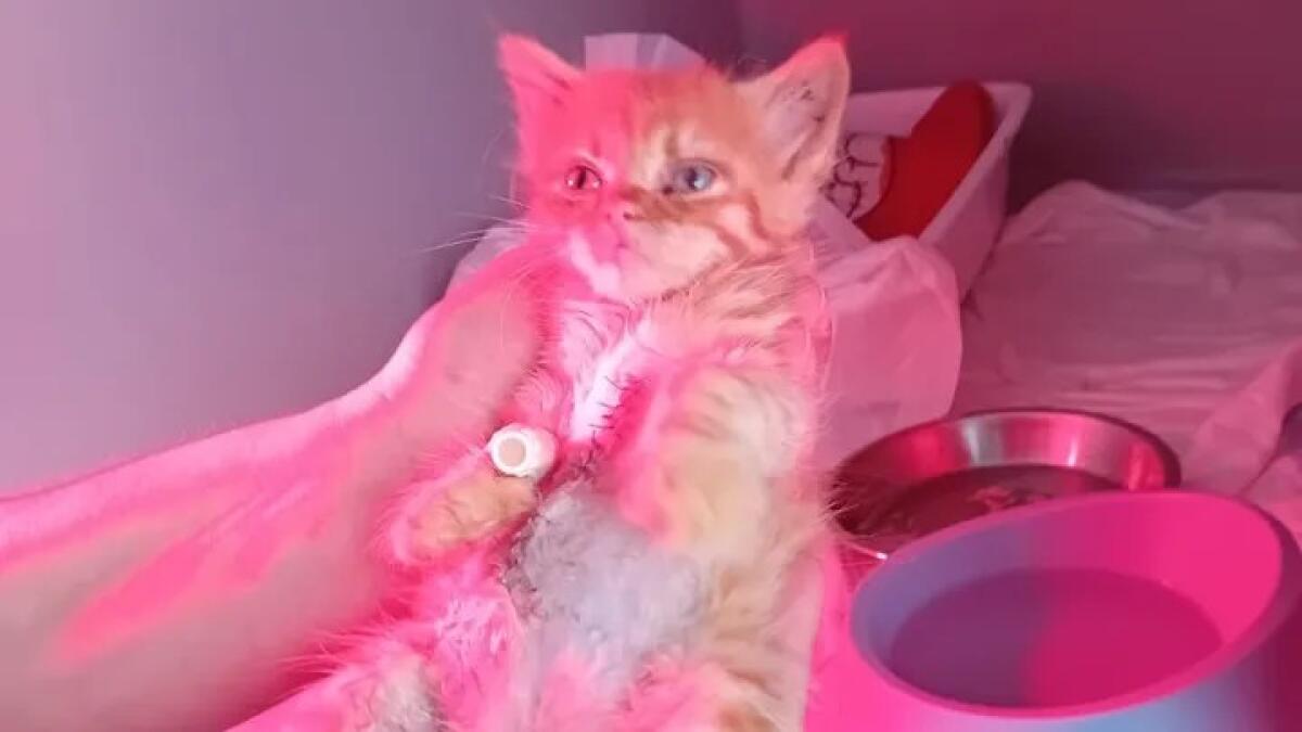 Gattina abbandonata e salvata ha bisogno di cure: aperta raccolta fondi -