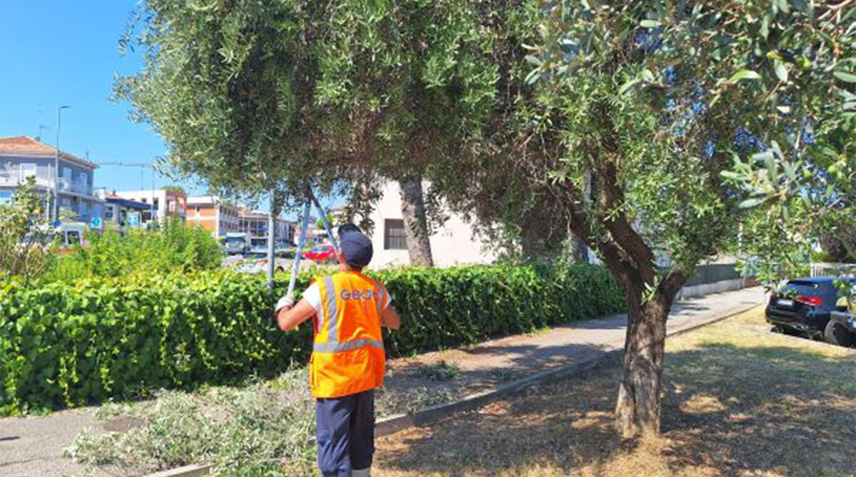 Riccione, scatta piano di potature e di controllo sulla stabilità degli alberi - 