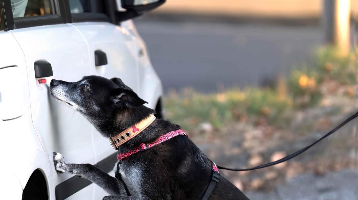 Riccione: sfida olfattiva per cani con “Nosework scent detection Acsi” - "Nosework scent detection"