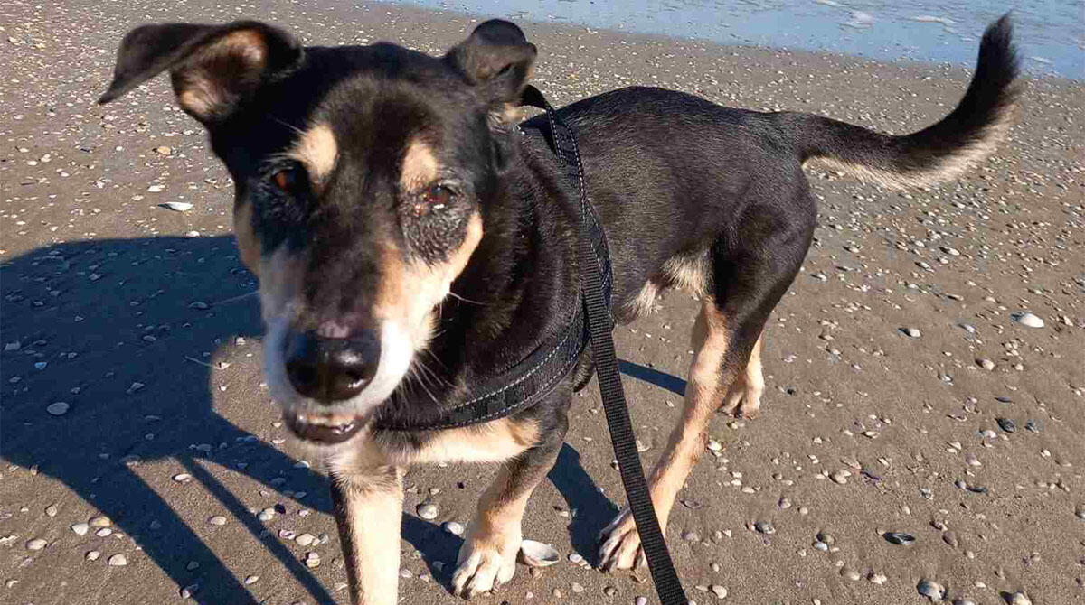 Pongo e Jody, due cani anziani iniziano una nuova vita: il canile Cerni e l'importanza delle adozioni - Il cane Pongo