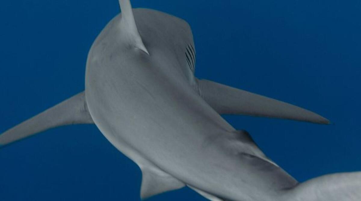 Egitto, attacco di uno squalo a Marsa Alam: morto turista italiano, un ferito -