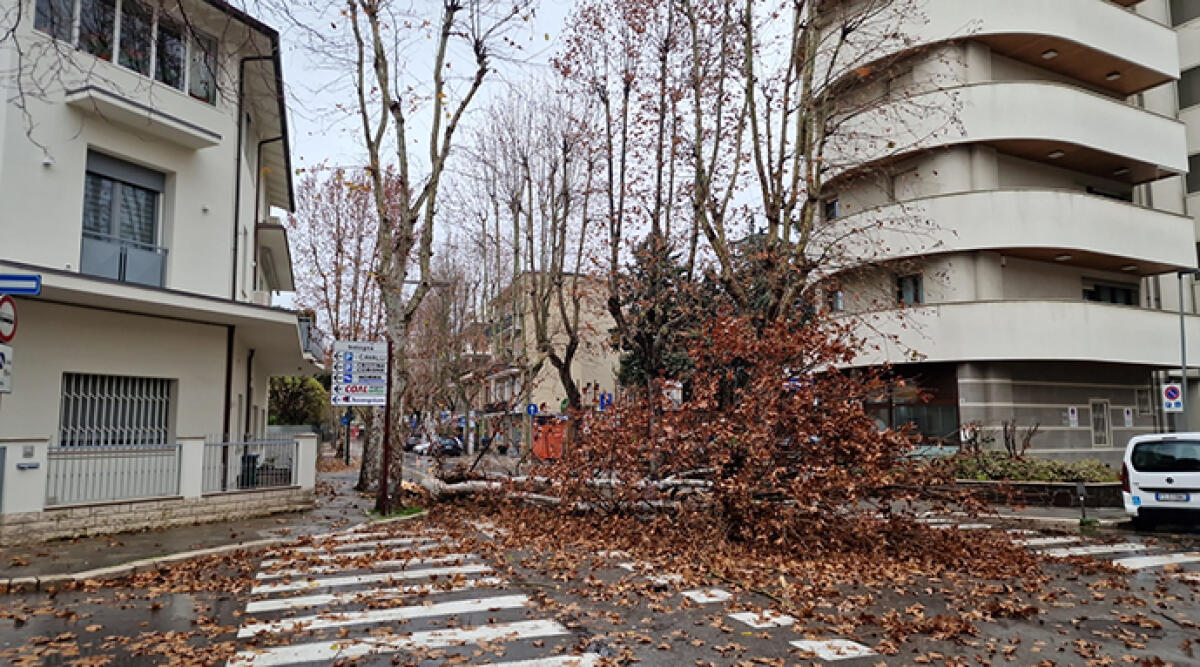 Albero crolla sfiorando la tragedia: 'Un miracolo che non ci siano feriti' - Foto da Facebook