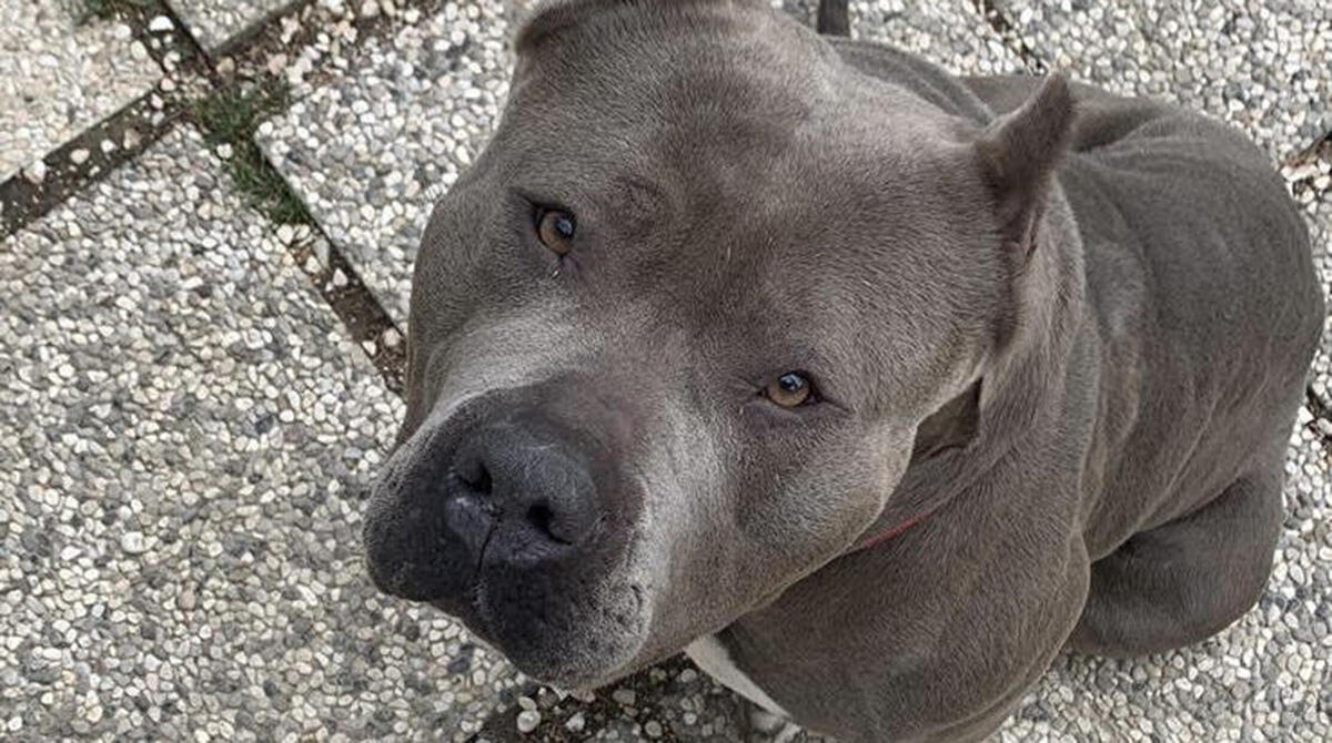 Il più bel Natale di X, l’American Bully dal cuore tenero: ora ha una famiglia - Il cane X