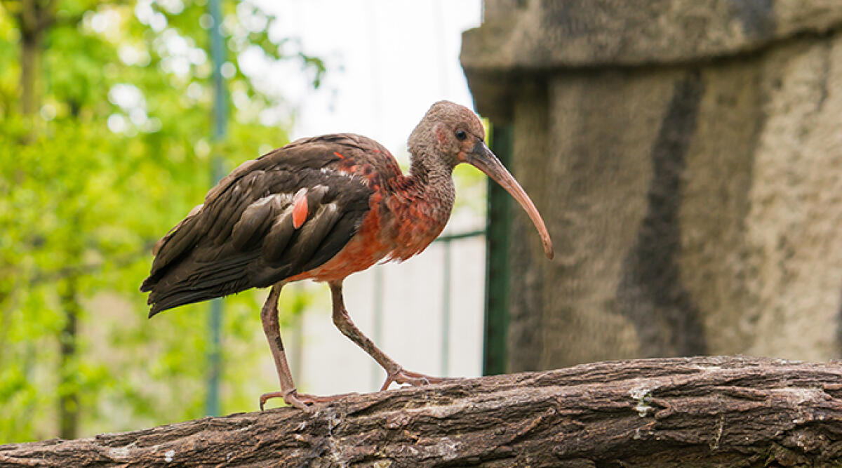 Bracconaggio: ucciso un raro Ibis eremita, denunciato il responsabile - Ibis eremita