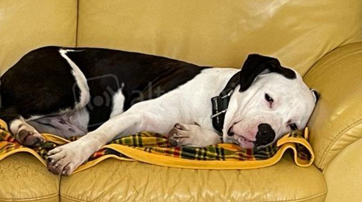 La storia di Toretto, pitbull salvato dai maltrattamenti: una nuova famiglia e l'amicizia col gatto di casa - 