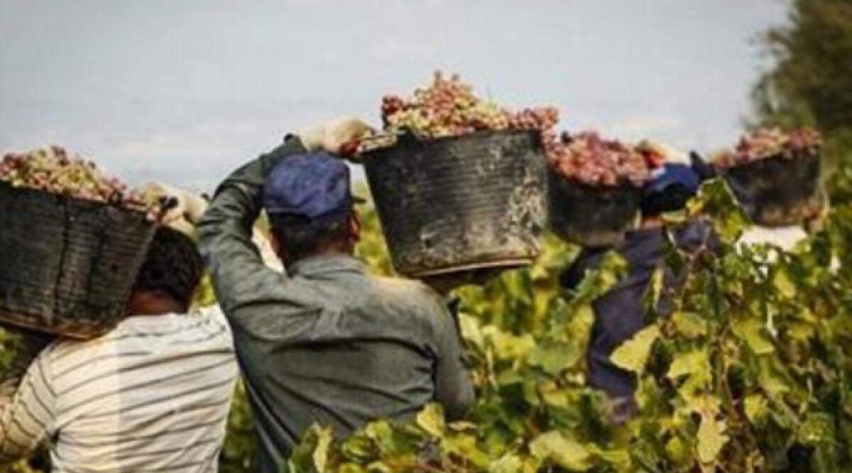 Lavorare in agricoltura: sempre più richieste competenze  altamente specializzate - Foto Ansa
